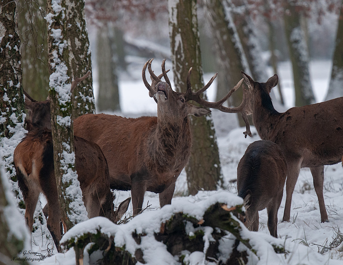 Mit dem Pascha im Schnee