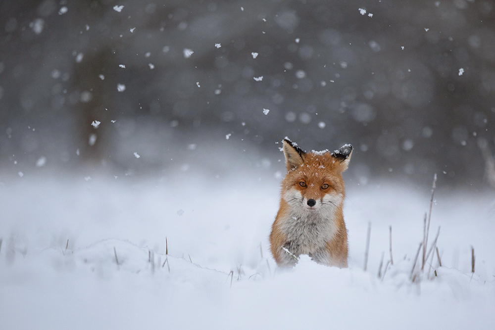 Winterfreuden