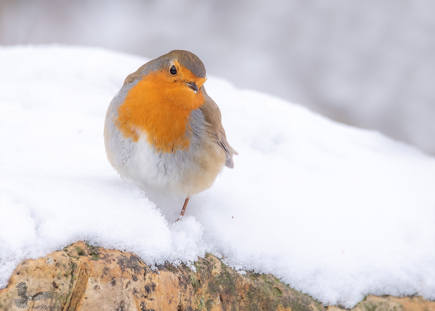 Rotkehlchen im ersten Schnee...