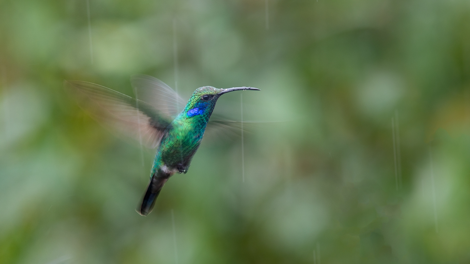  Kolibri  im Regen Forum f r Naturfotografen 
