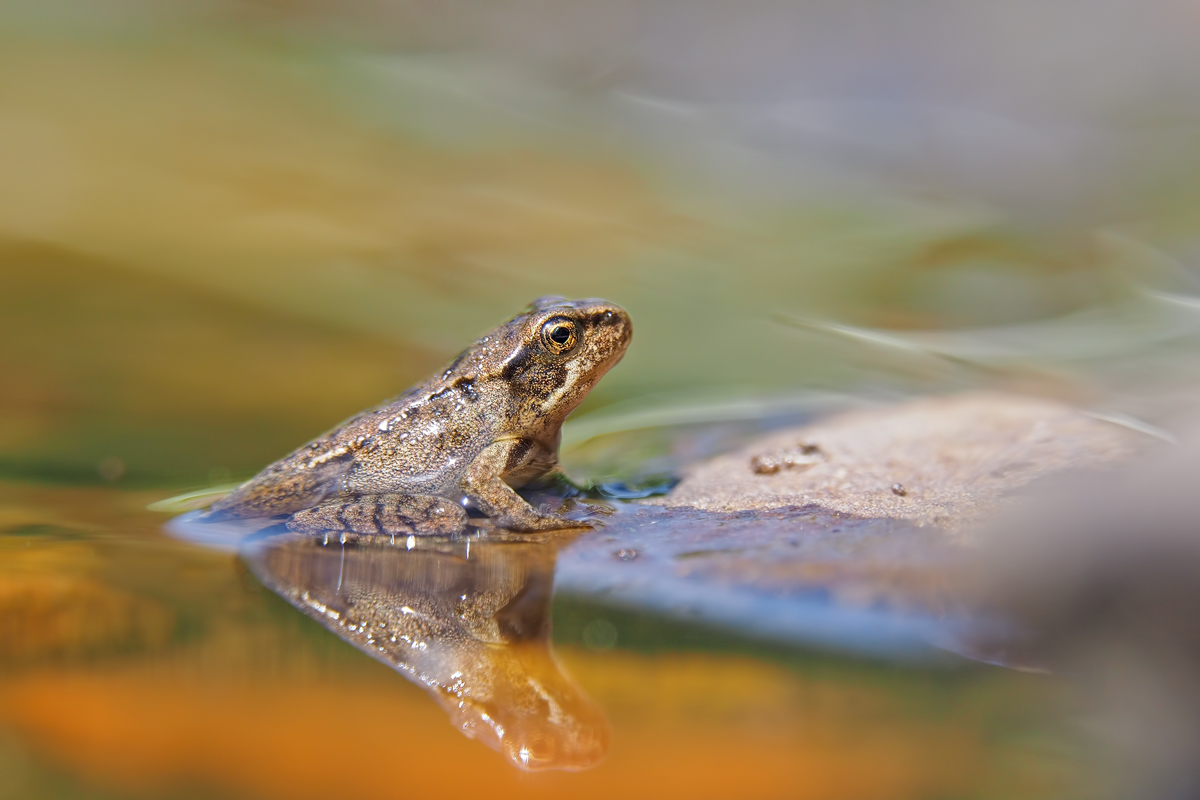 Ein klitzekleiner Grasfrosch,