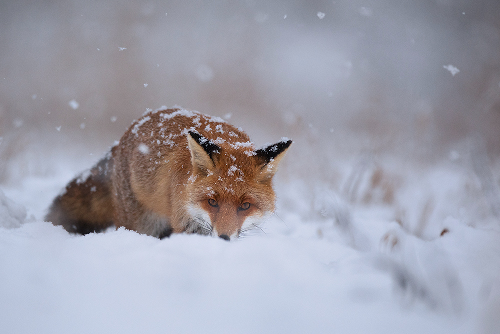 Winterfreuden