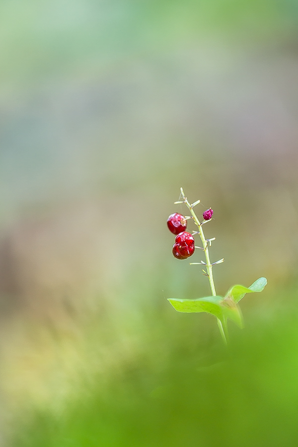 Ein Schattenblümchen
