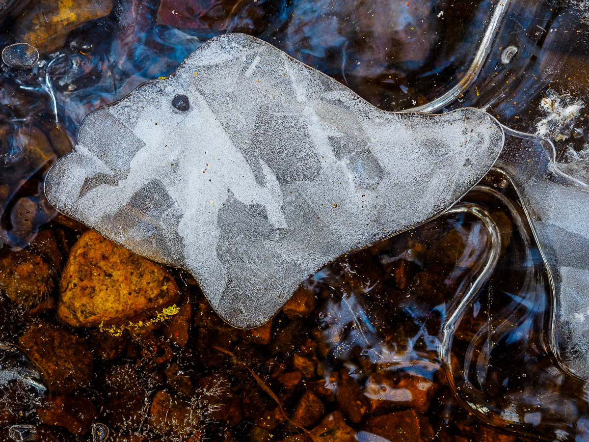Eisfisch