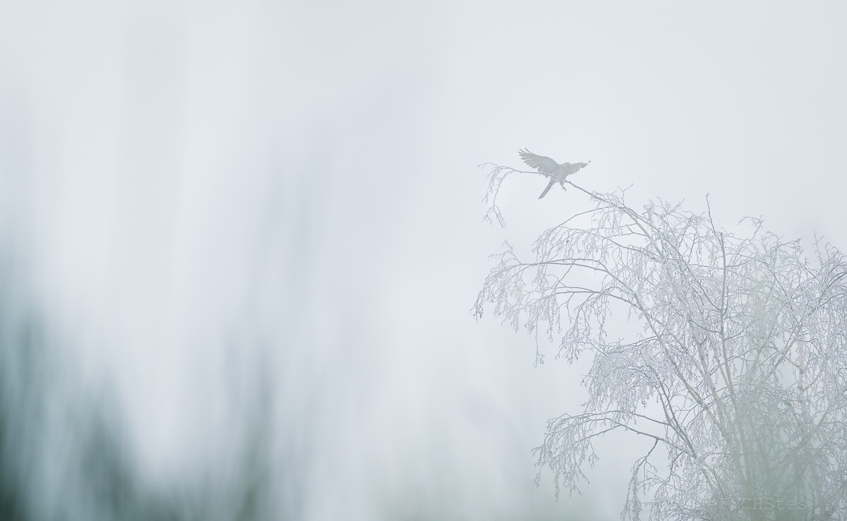 Rauhreif und Nebel