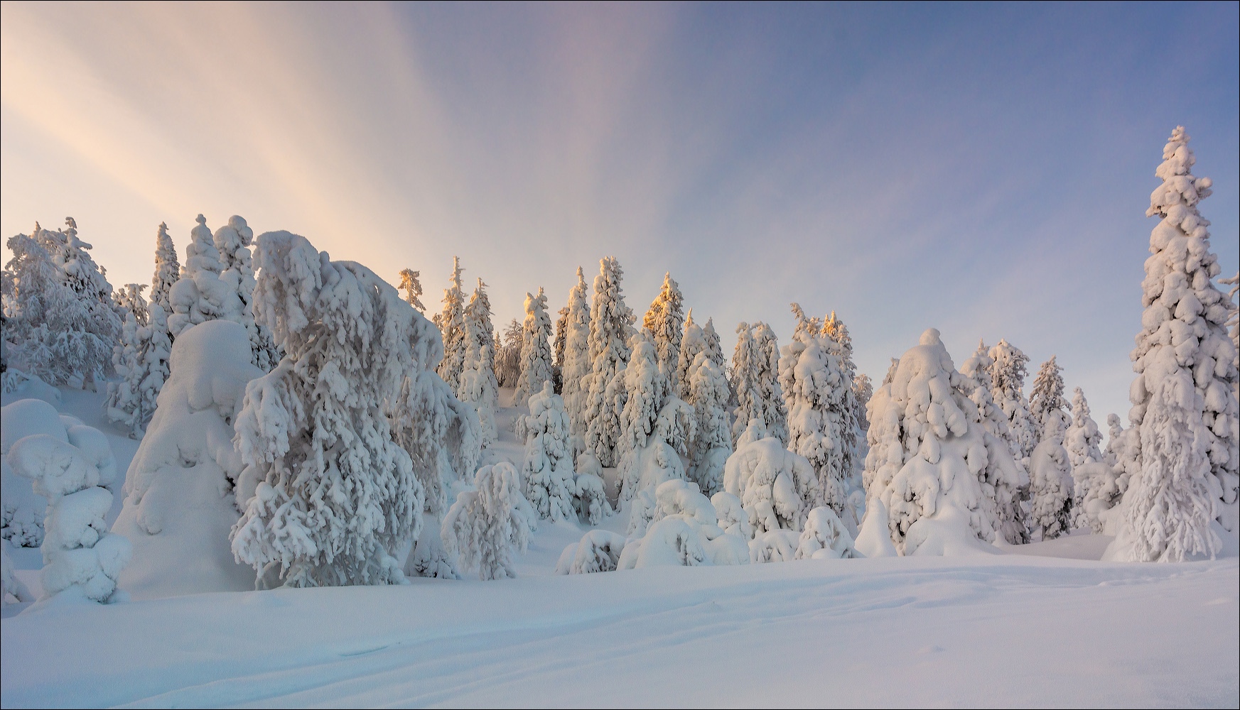 °°° Winterwald °°°