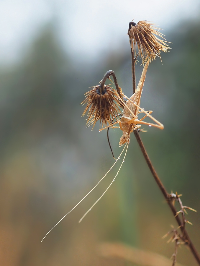 Lilienblatt-Sichelschrecke nach dem Regen
