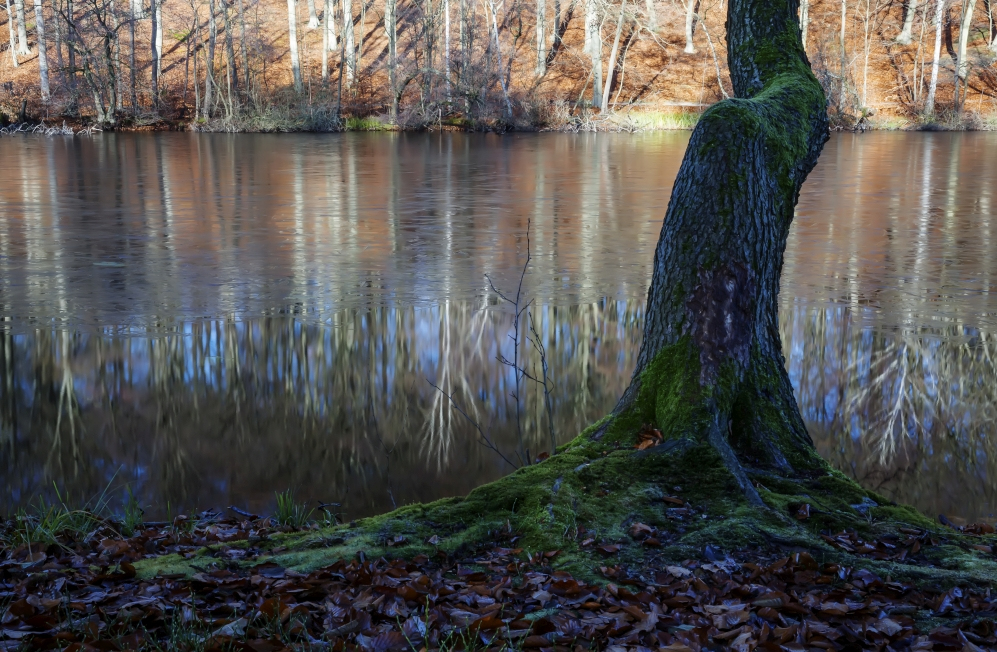 Fabelwesen2 (Forum für Naturfotografen)