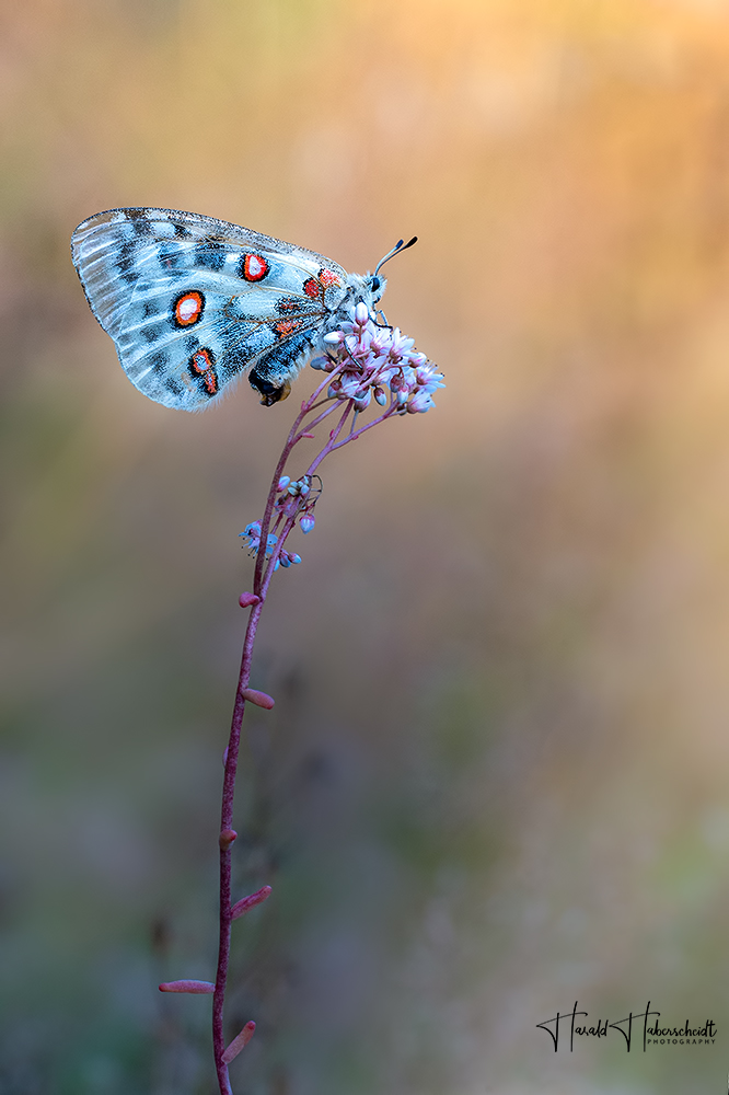 Lichtgestalt