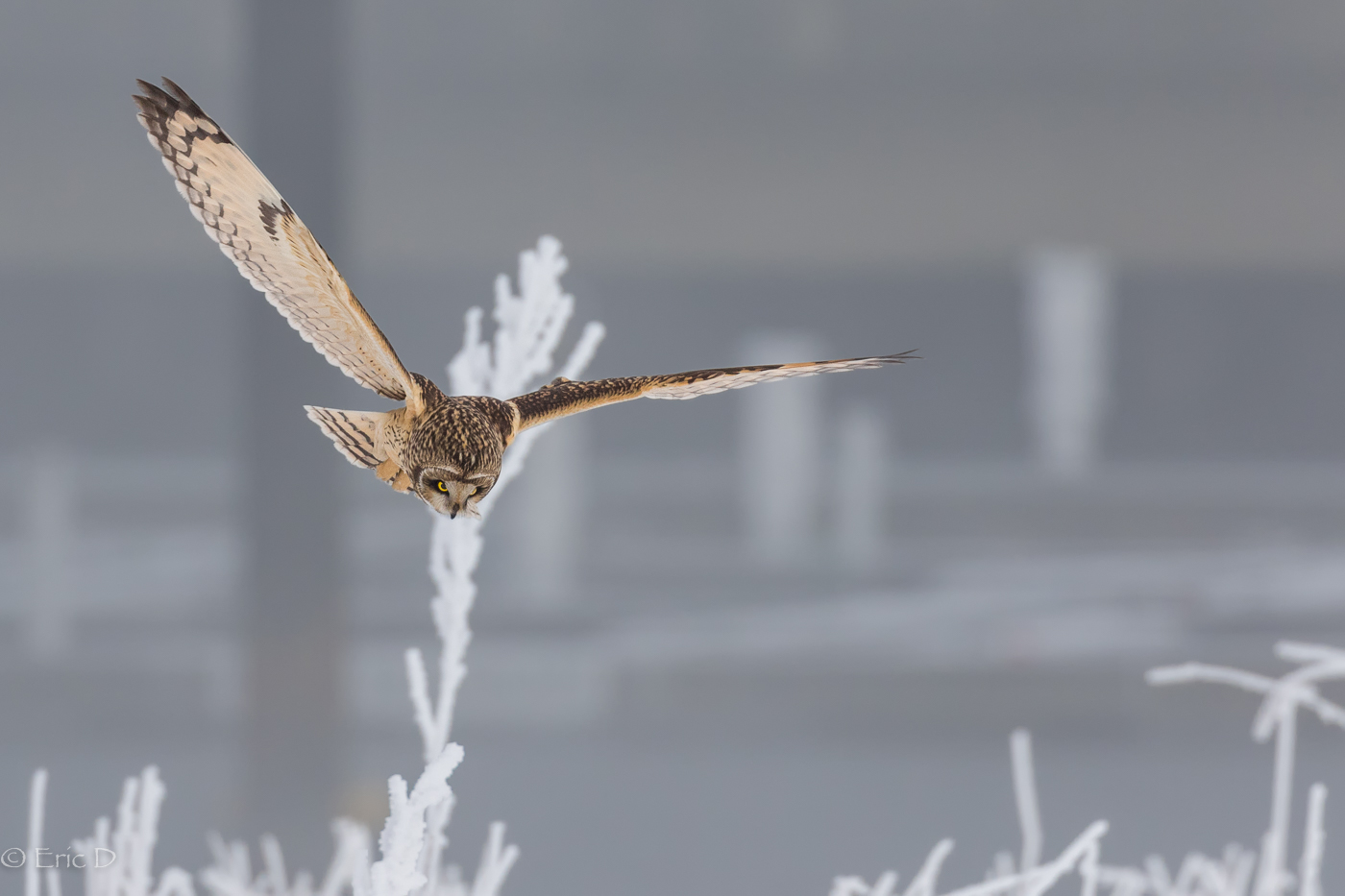 Suchflug der Sumpfohreule