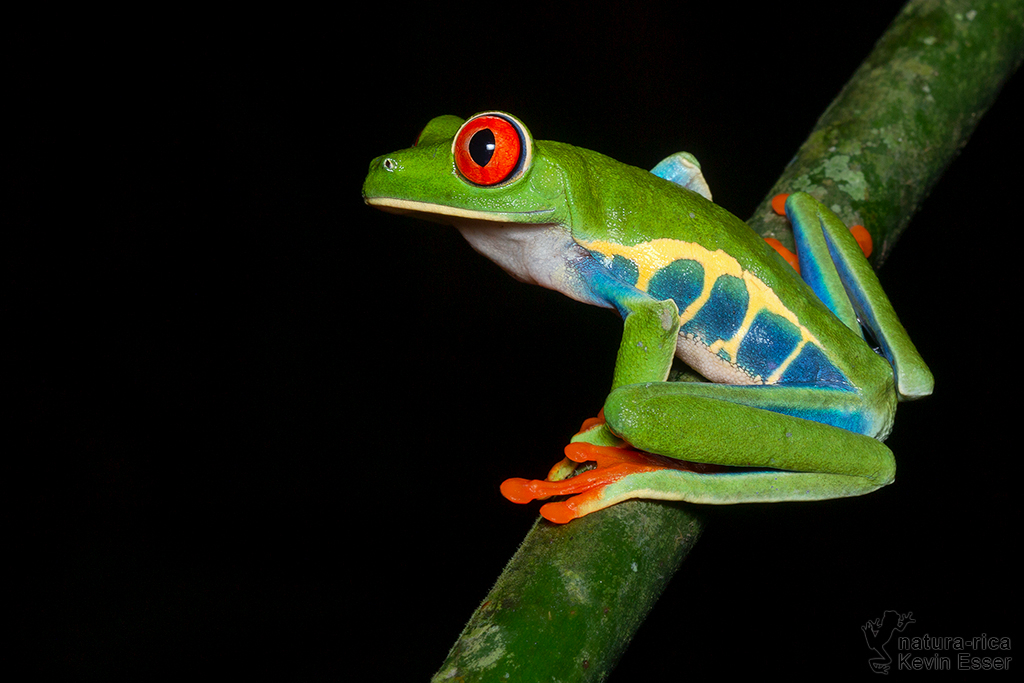 Agalychnis callidryas