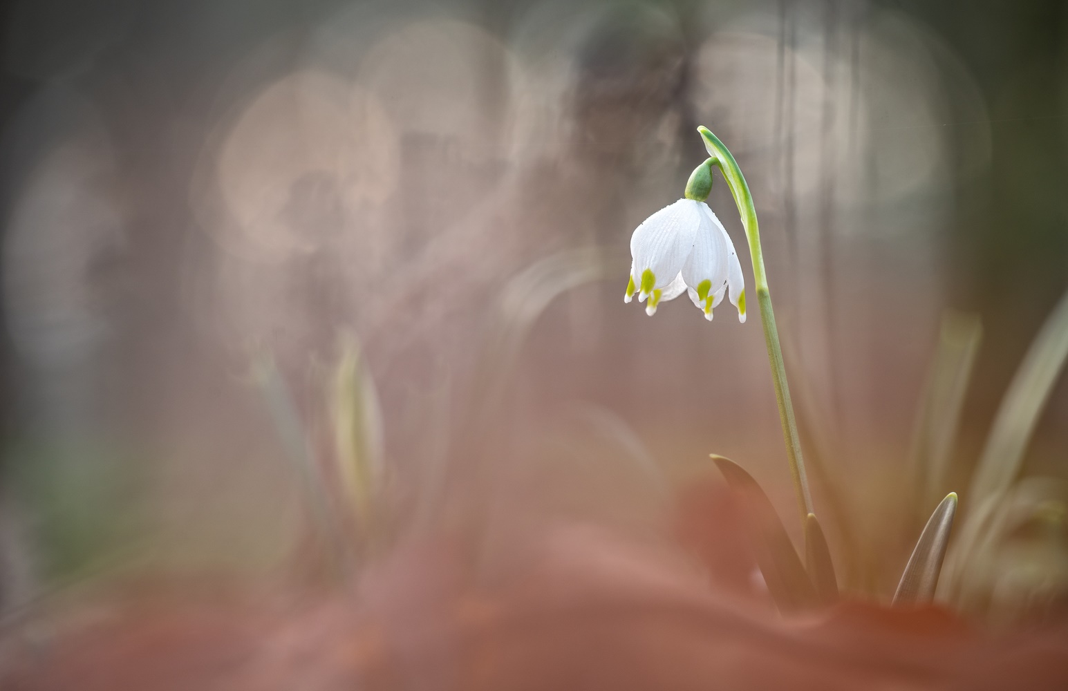 ____Märzenbecher_____