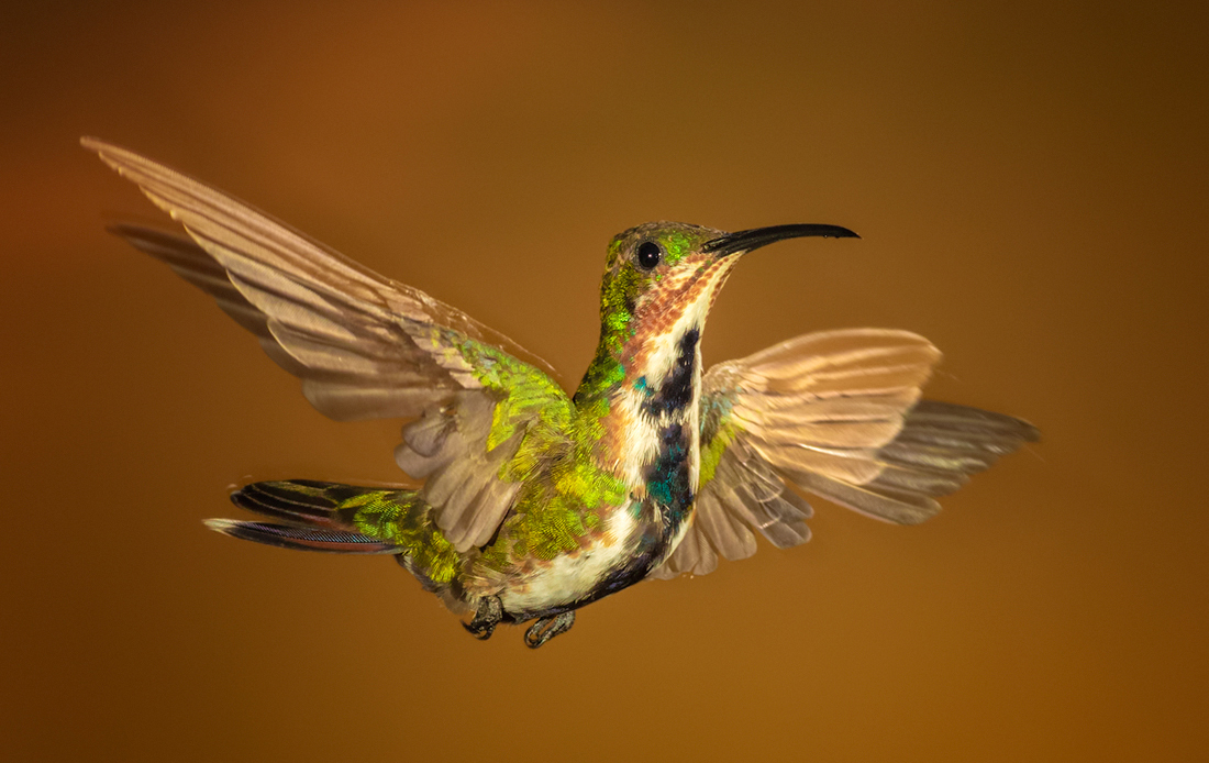 Der Libellen-Kolibri, oder so!!