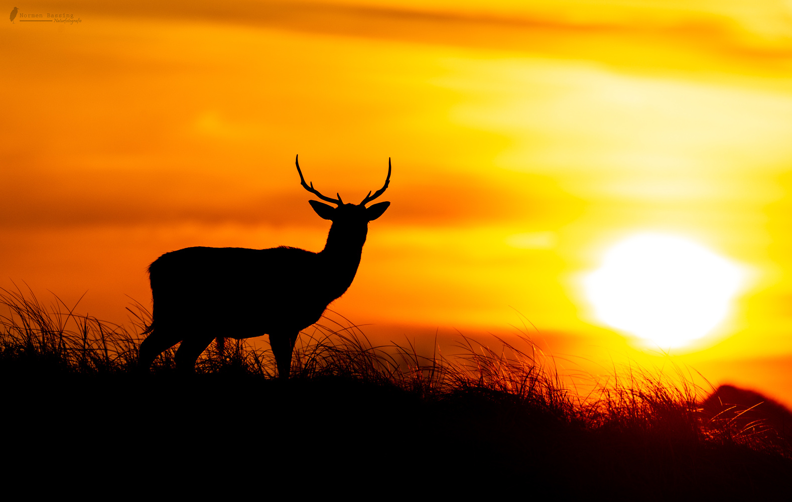 Dammwild im Sonnenaufgang