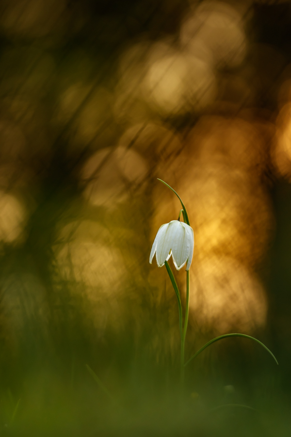 Weiße Schachblume