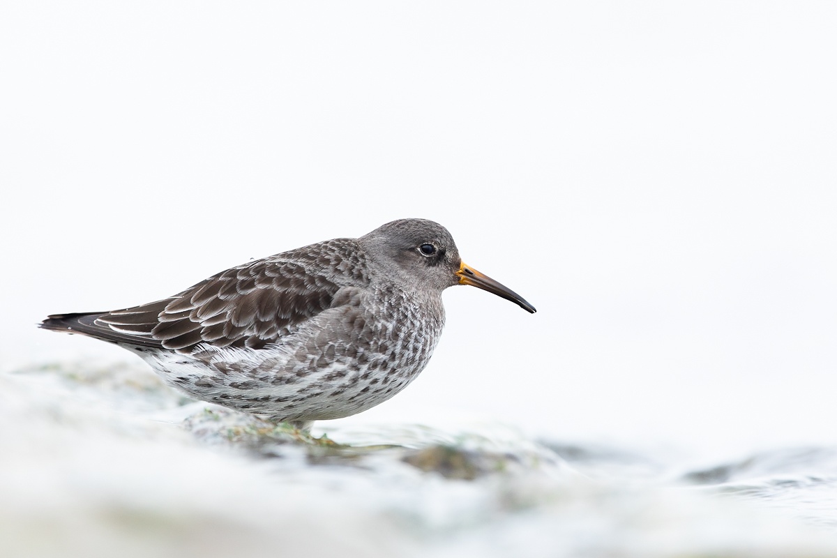 Meerstrandläufer