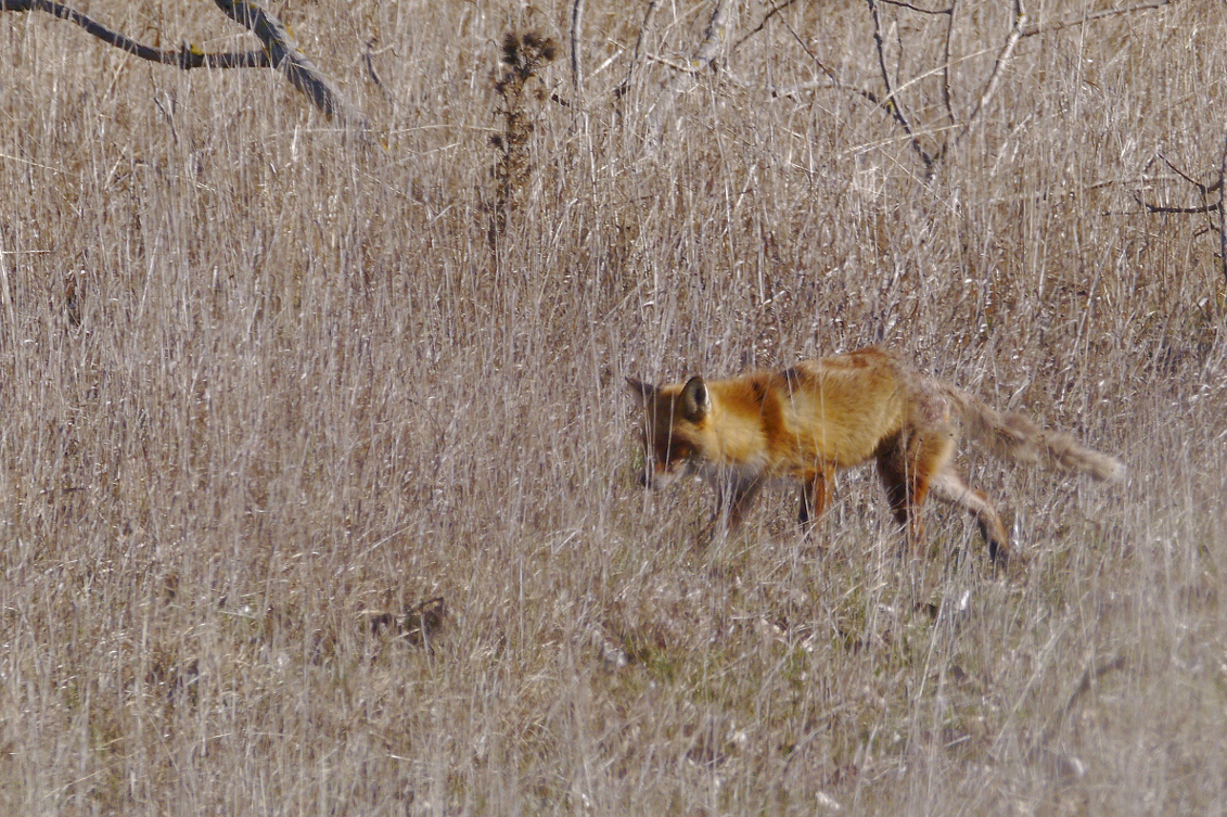 Rotfuchs in der Brandenburgischen Steppe
