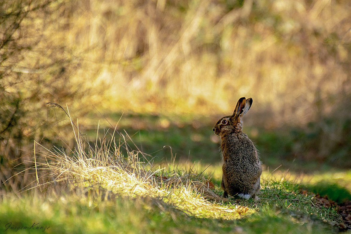 Schattenhase II