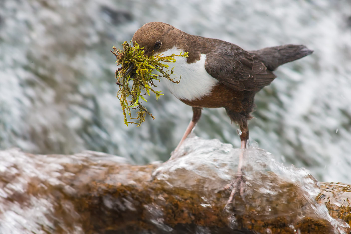 Wasseramsel (Cinclus cinclus)