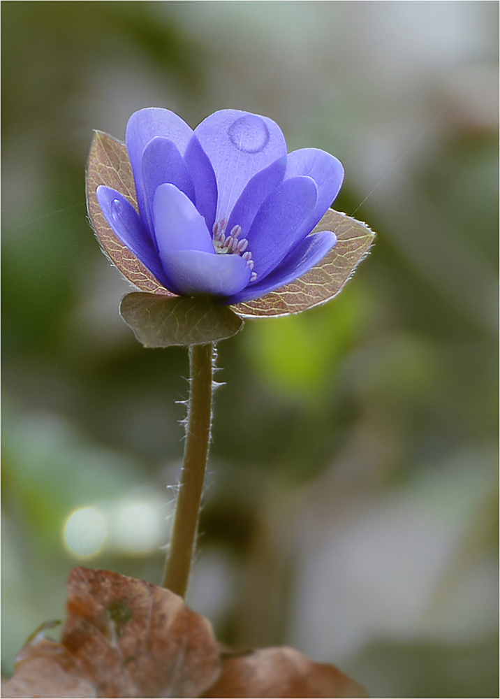 Frühlingsblau