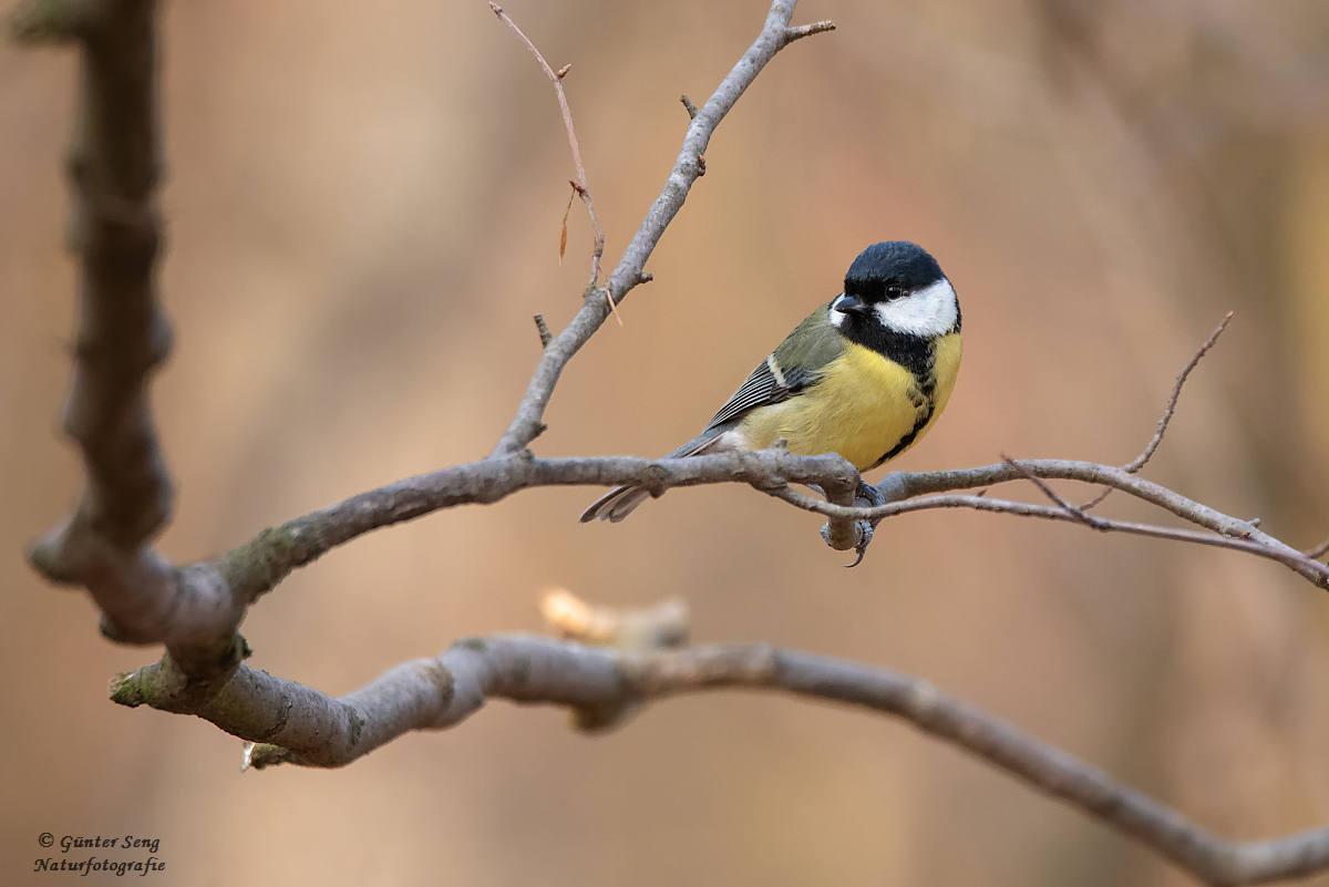 Gester im Wald II