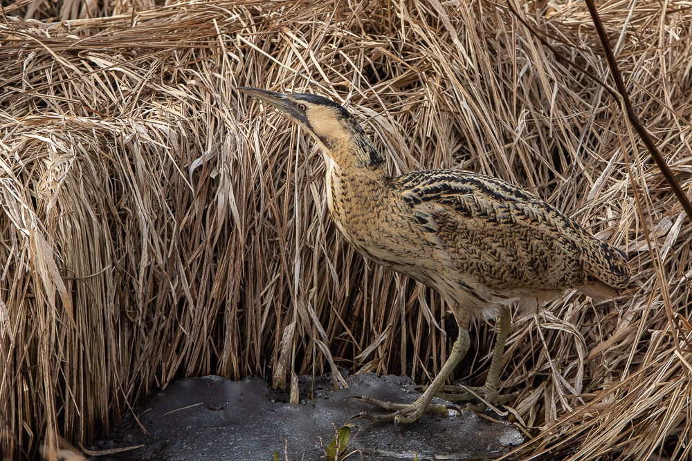 Rohrdommel,Botaurus stellaris