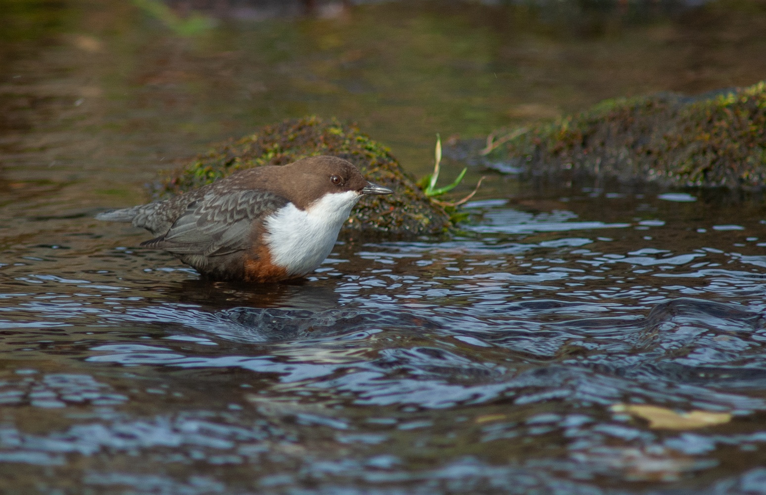 Wasseramsel (Cinclus_cinclus)