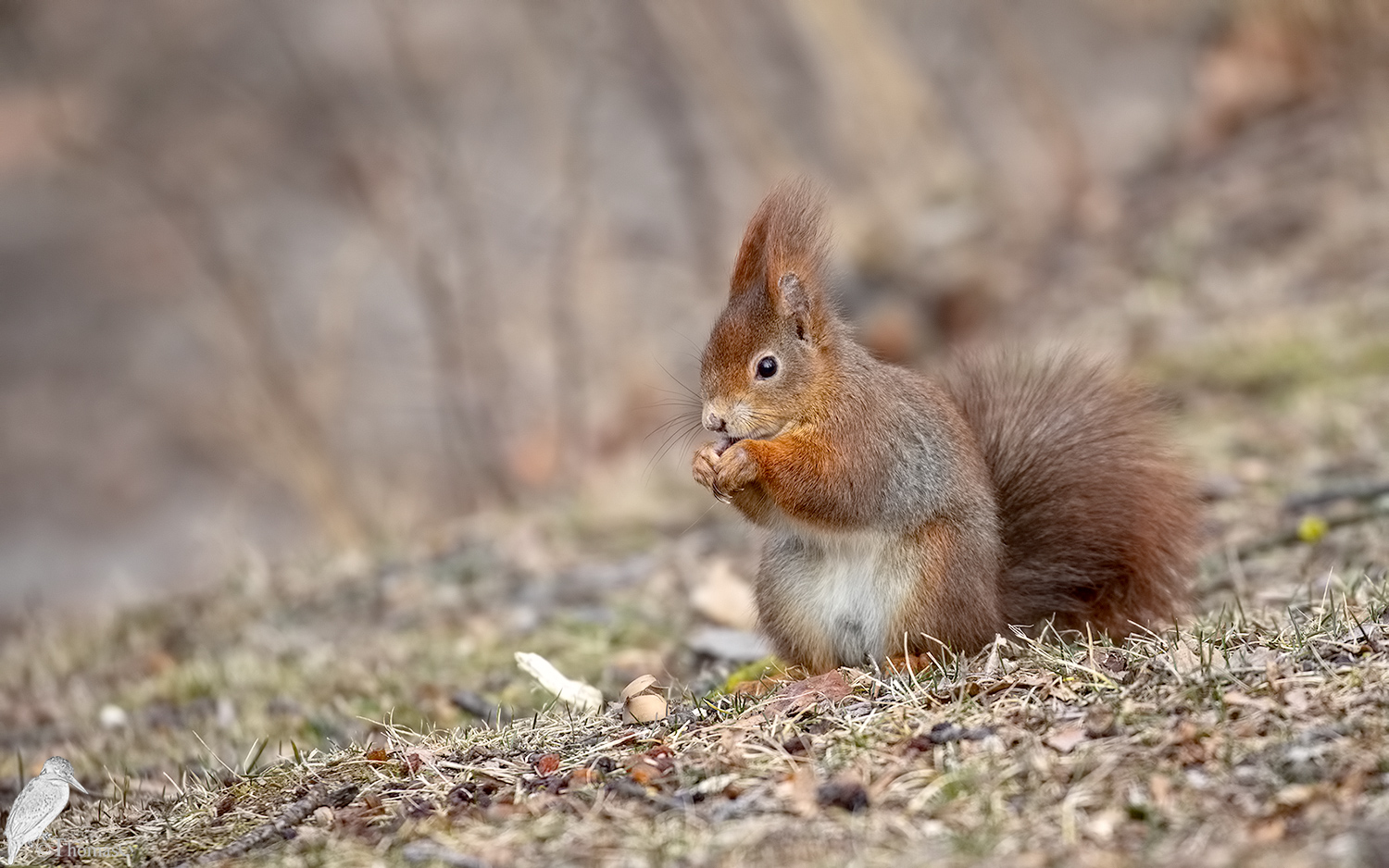 Ecihhörnchen