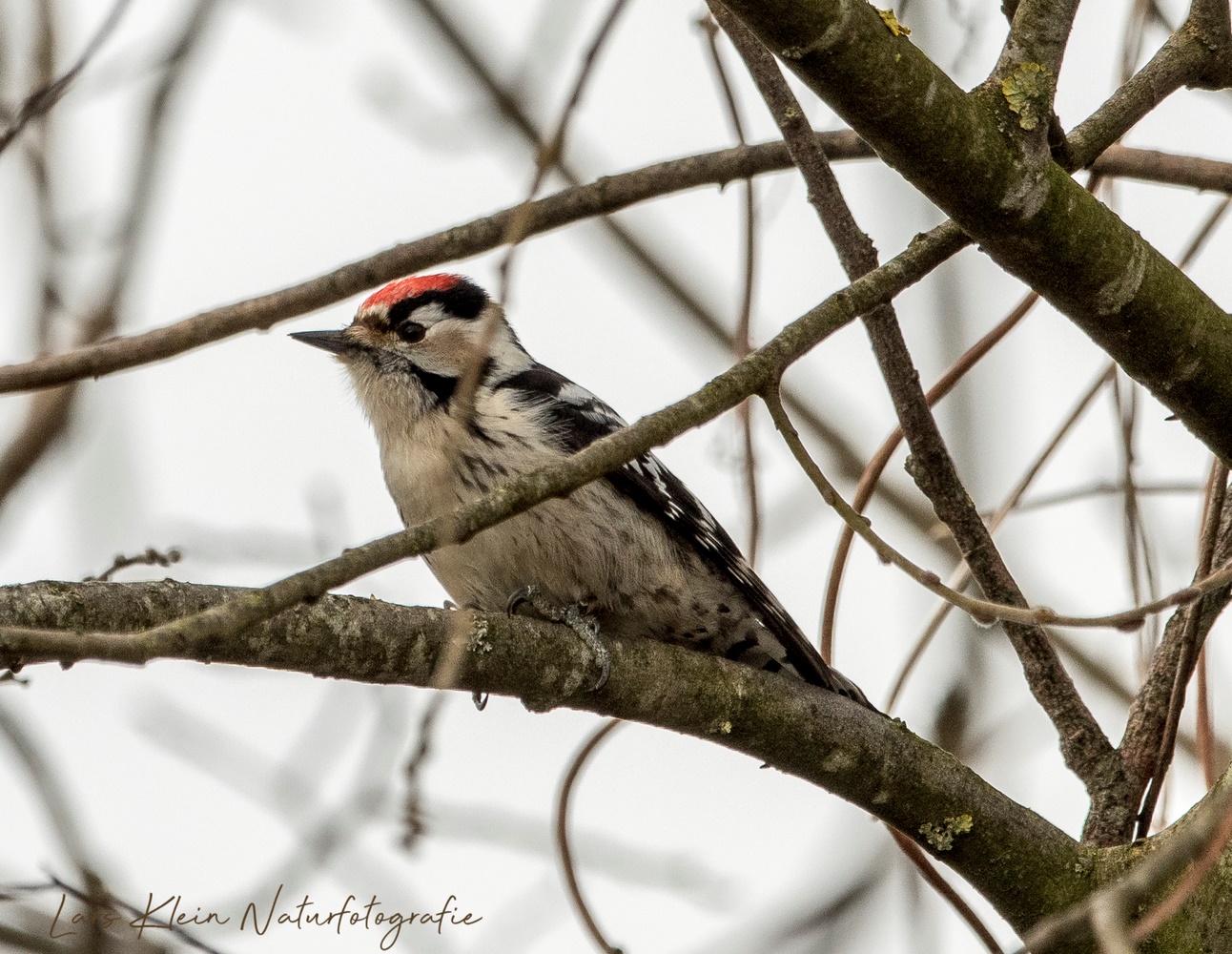 Männlicher Kleinspecht