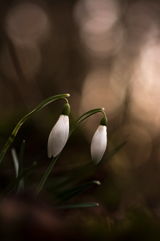 Schneeglöckchen im Wald