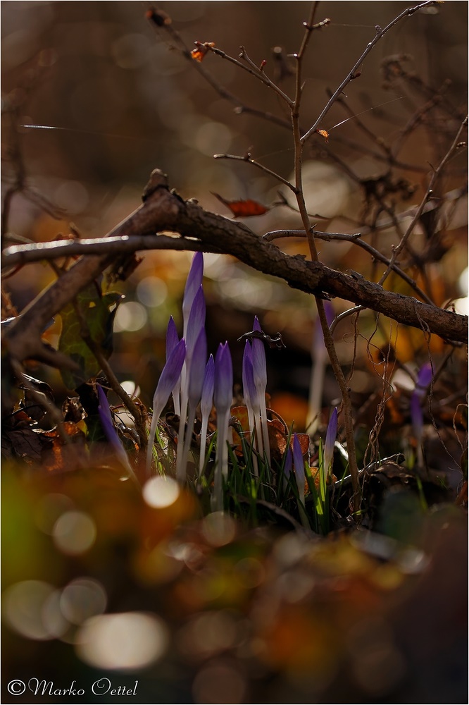 Krokusse (Crocus)