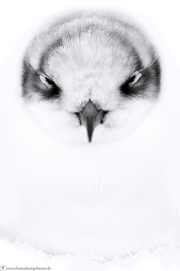 ~Angry Bird~