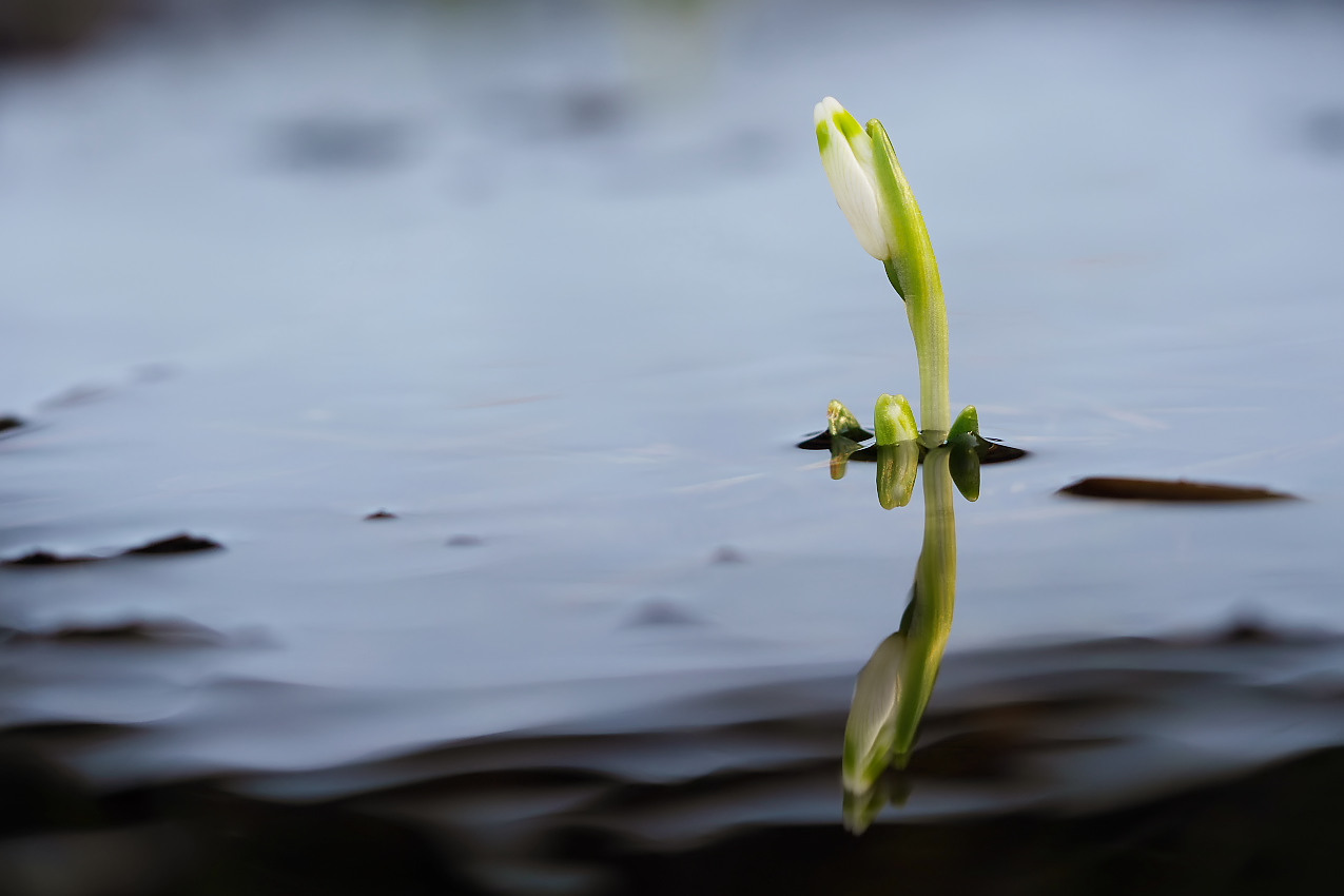 Wasserbecher