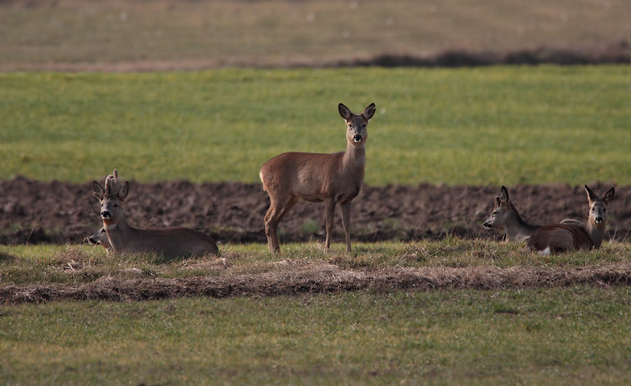 Reh (Capreolus capreolus)