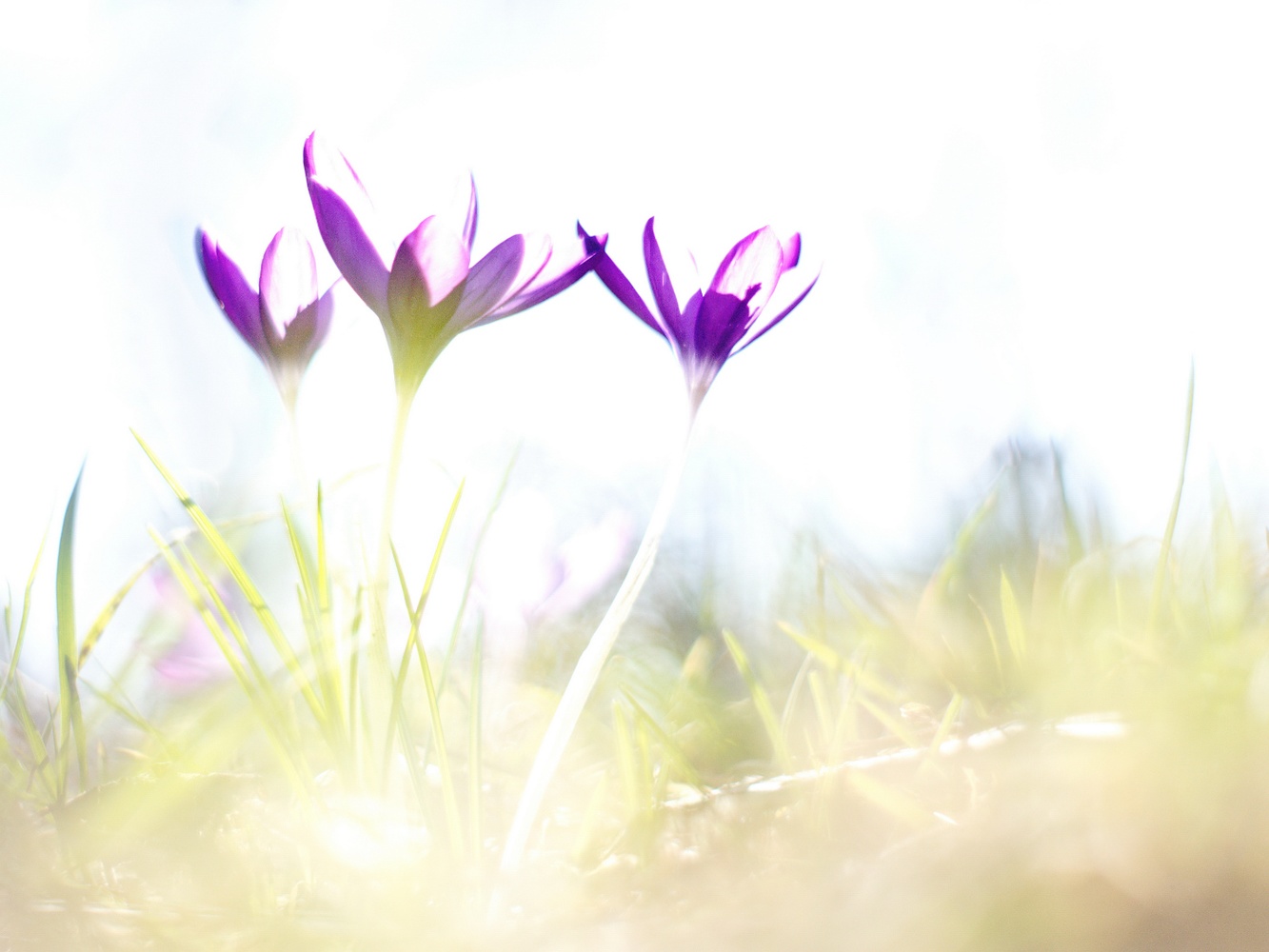 Im Licht