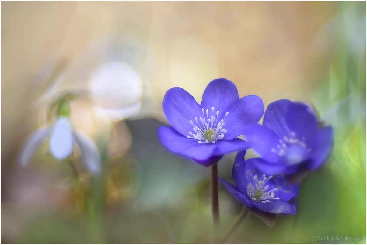 Hepatica nobilis