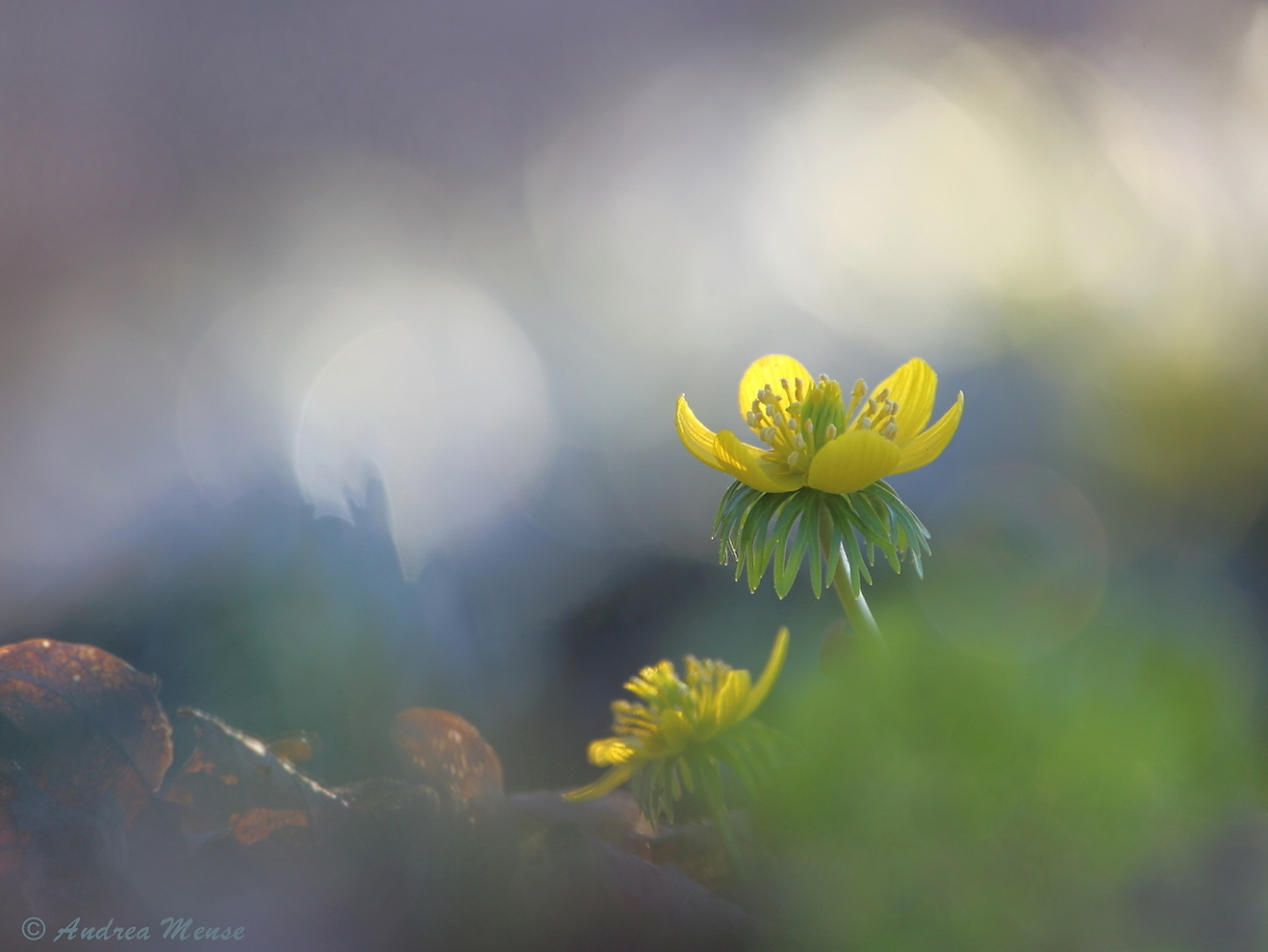 Winterling in schönem Licht