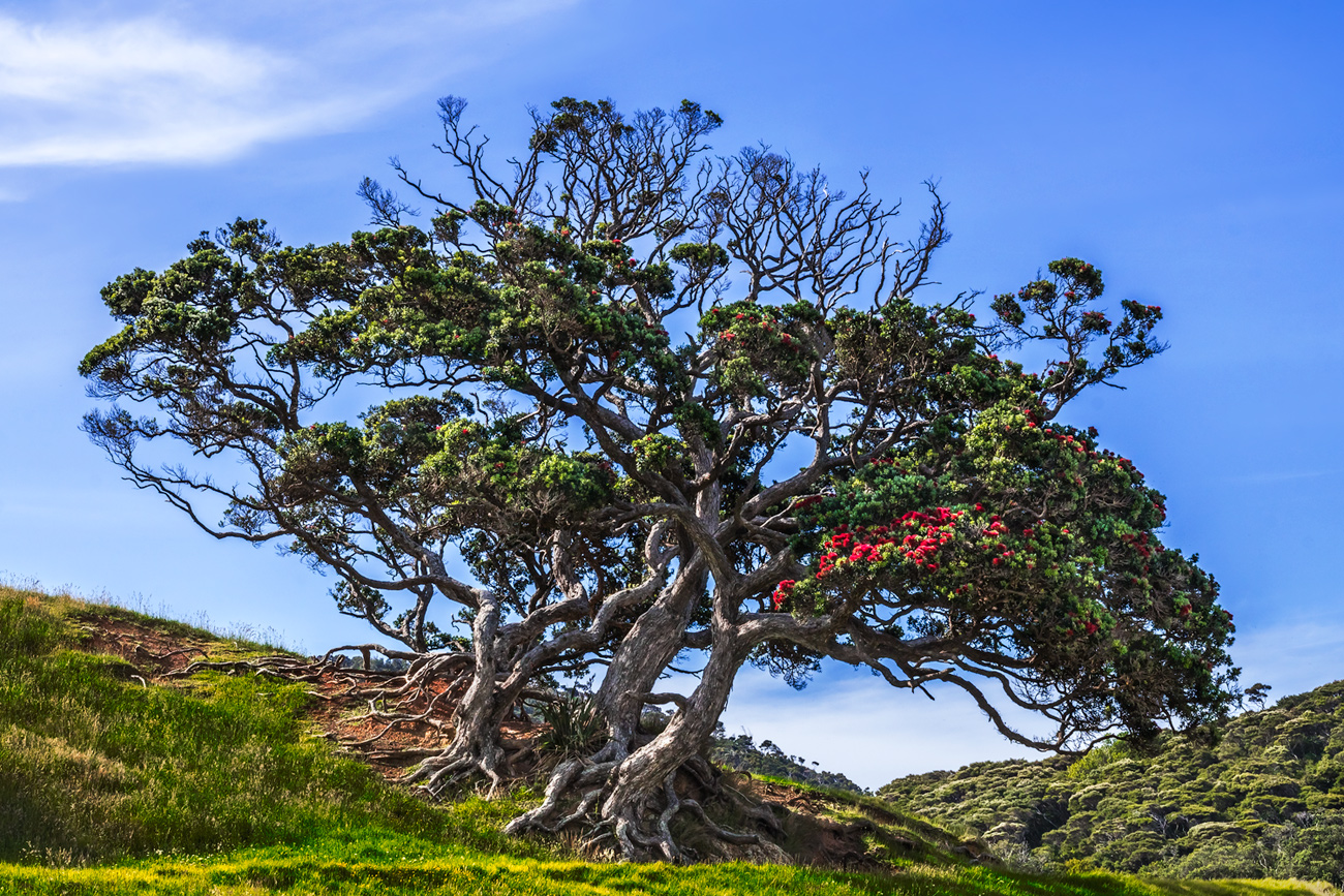 Pohutukawa