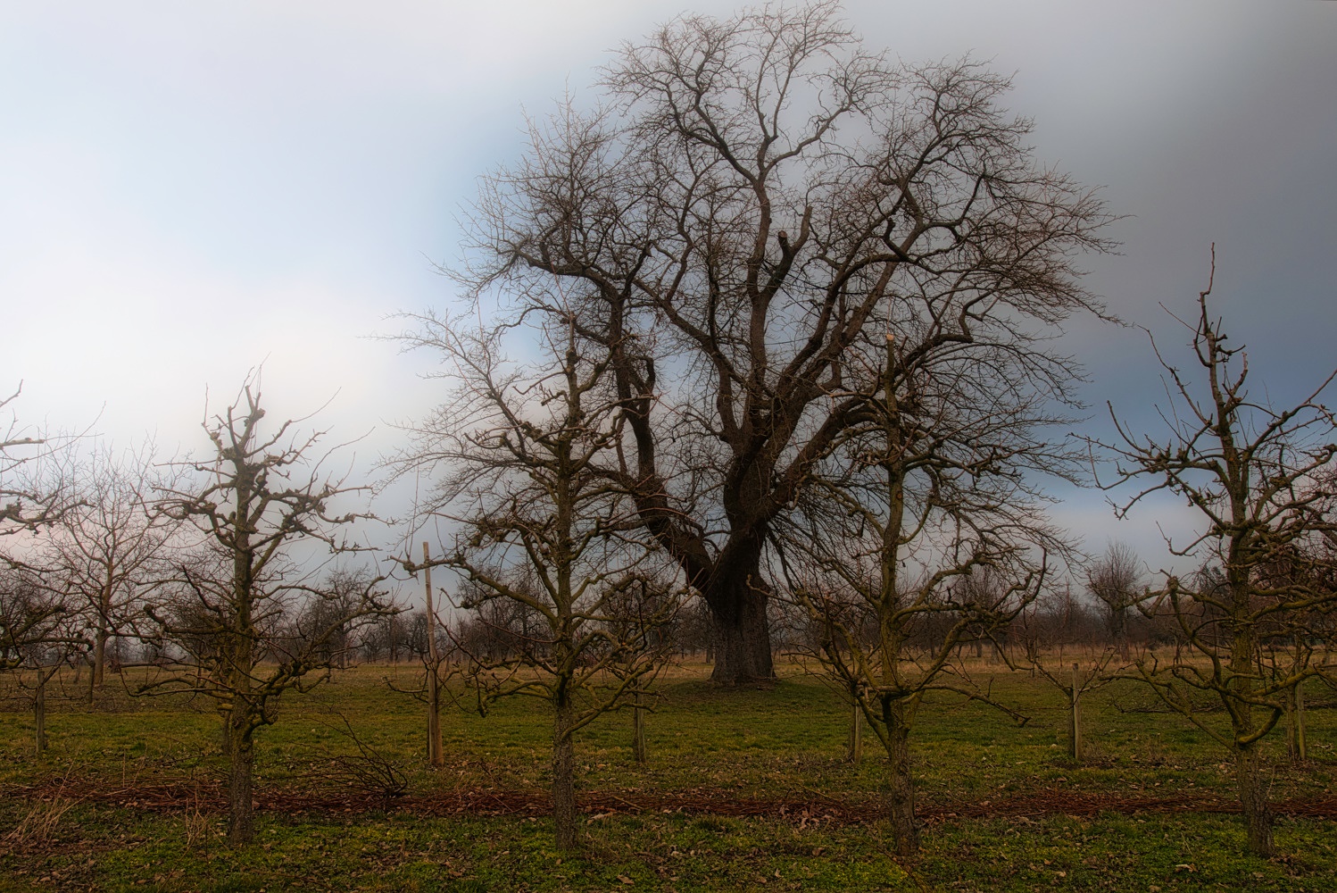 Ein Baum ohne Zwang im Gegensatz zu "in Form" gebrachten Obstbäumen