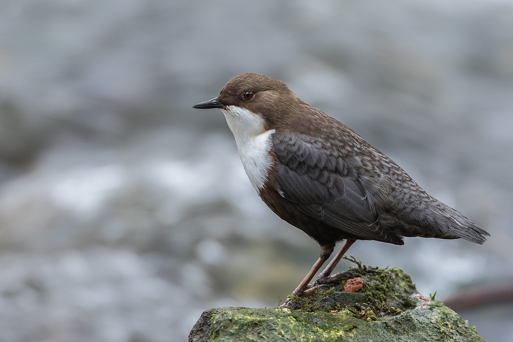 Wasseramsel
