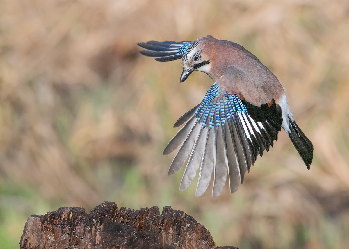 Anflug