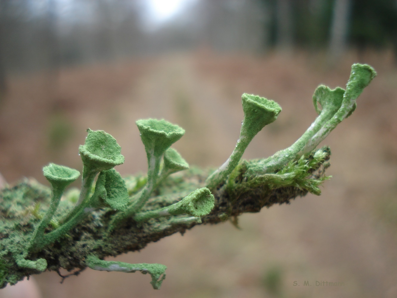 Cladonia - Becherflechte