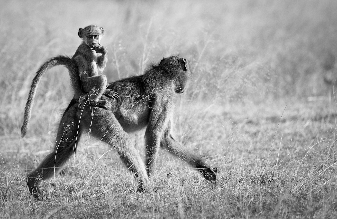 Mama Taxi