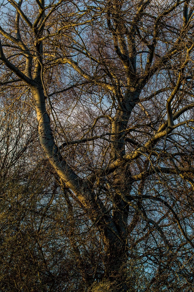 Der alte Baum