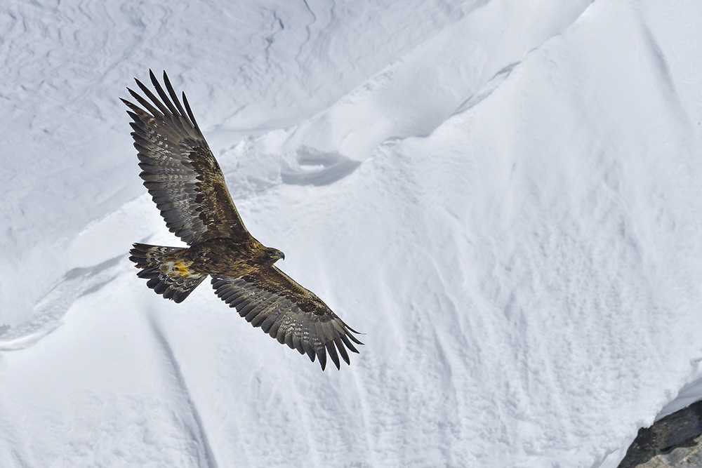 Steinadler im Flug