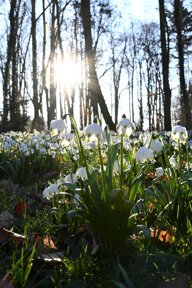 Im Märzenbecherwald