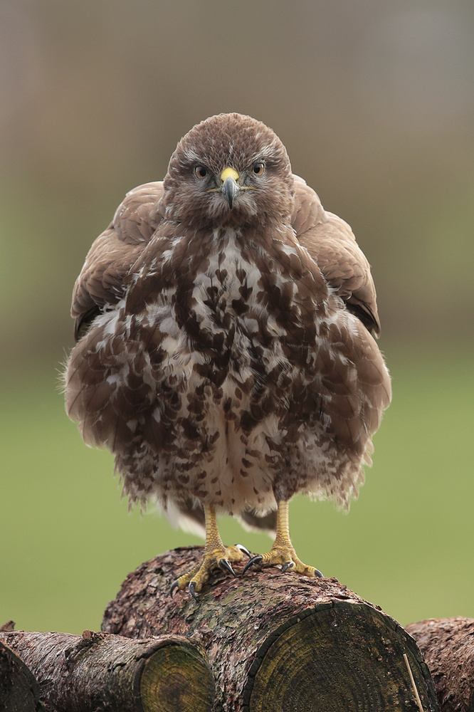 Angry Birds