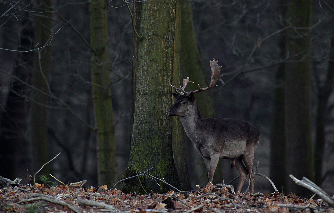 Damhirsch in der Dämmerung