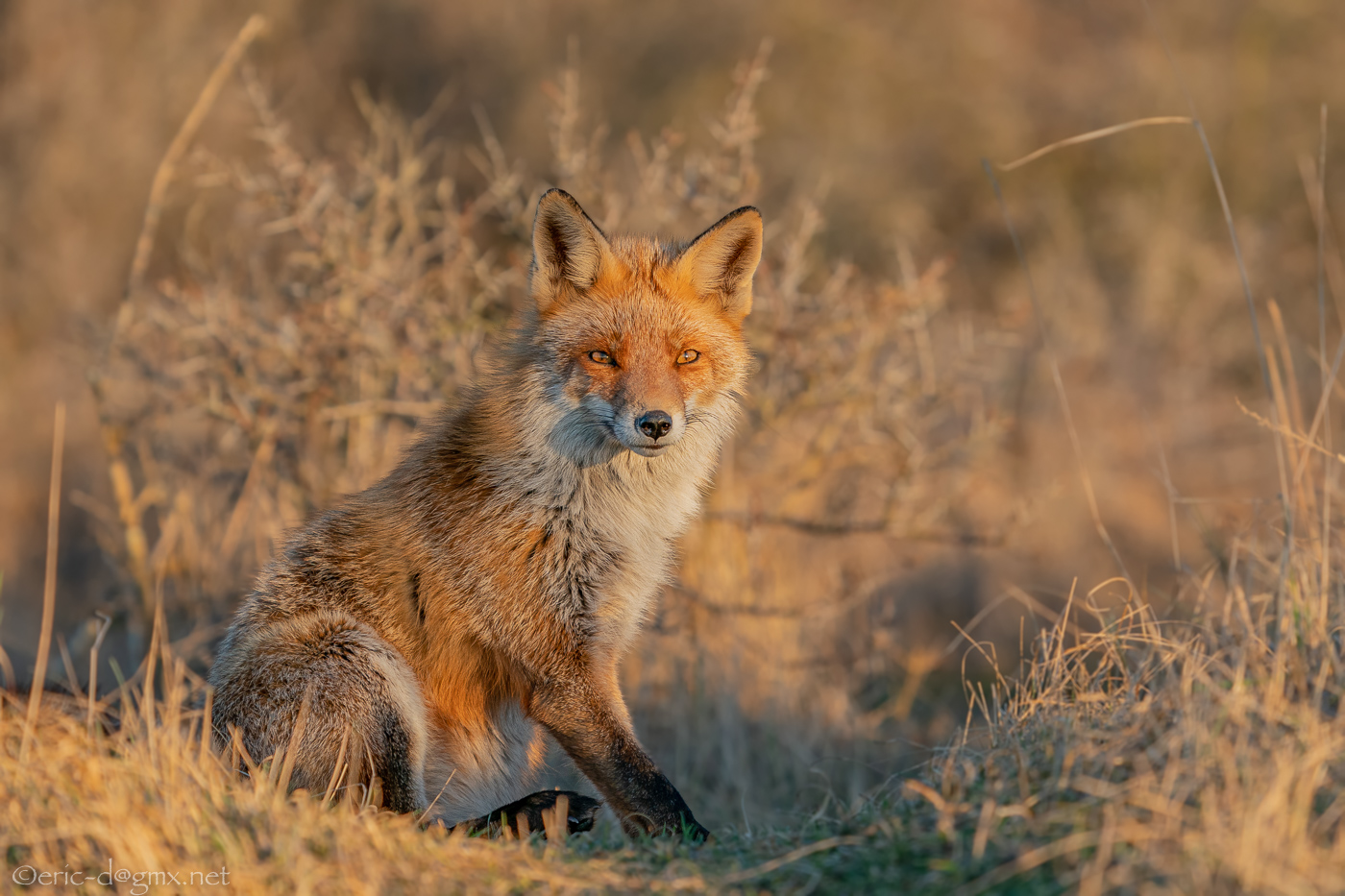 Dünenfuchs