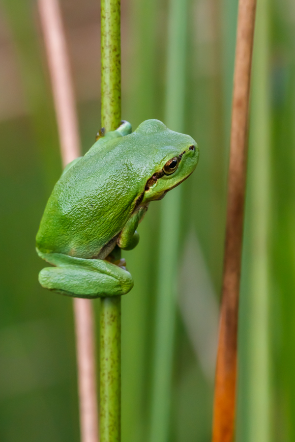 Dieser junge Laubfrosch ...